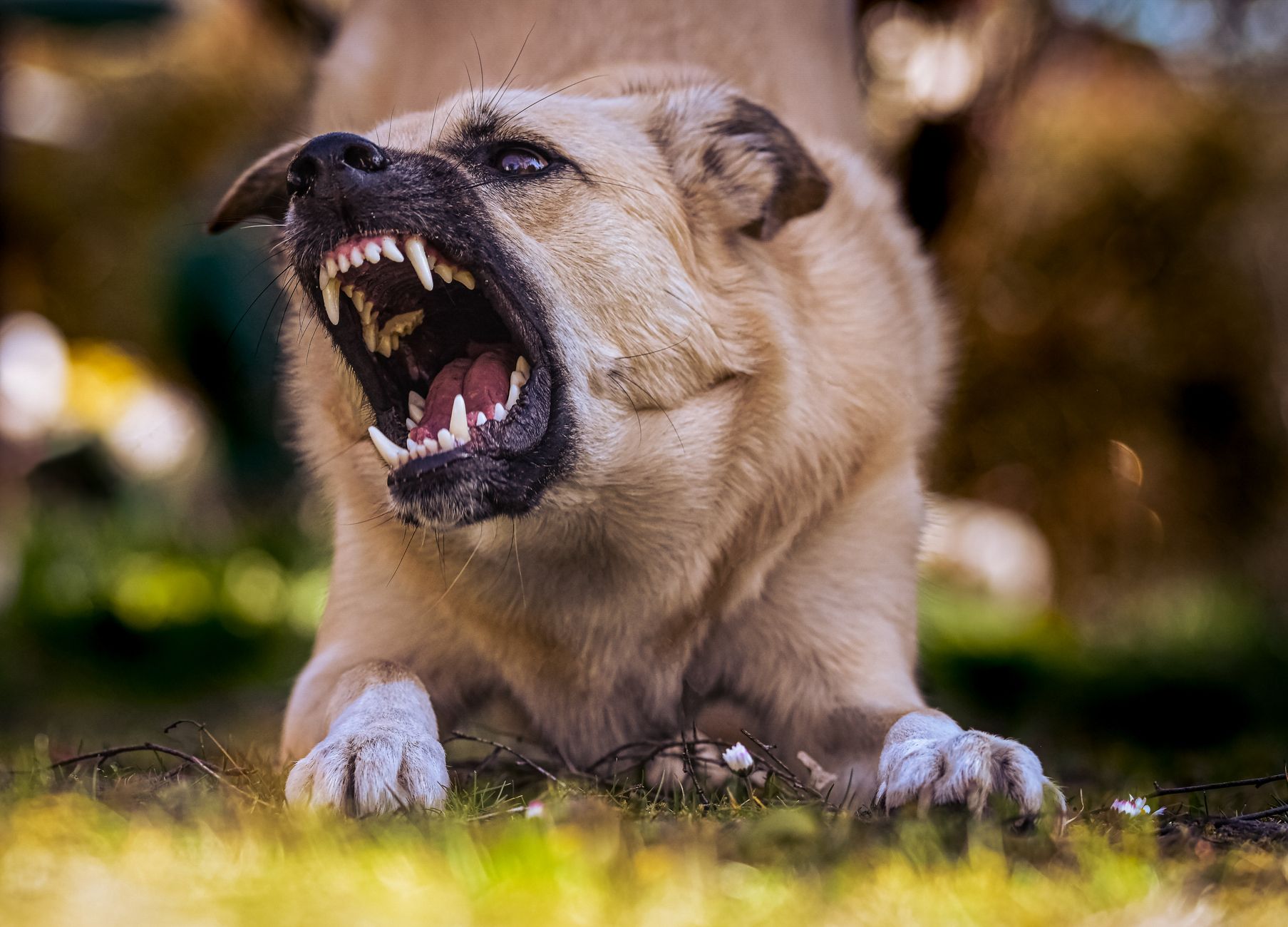 Two loose dogs on a residential street in a neighborhood