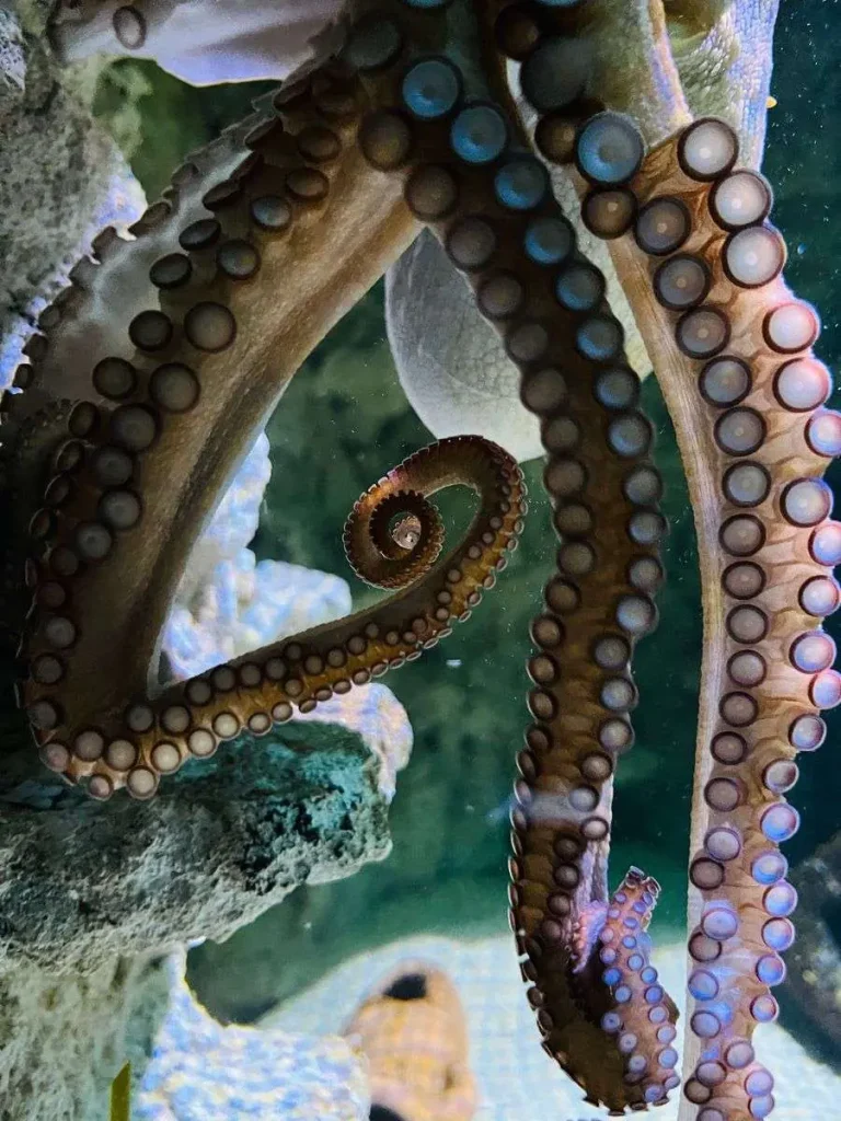 Close-up of an octopus tentacle curled into a tight spiral, lined with suckers