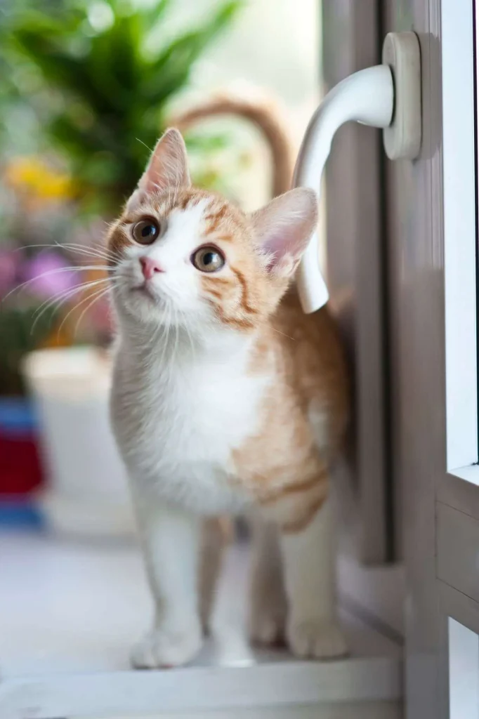An orange and white tabby kitten standing near a doorway