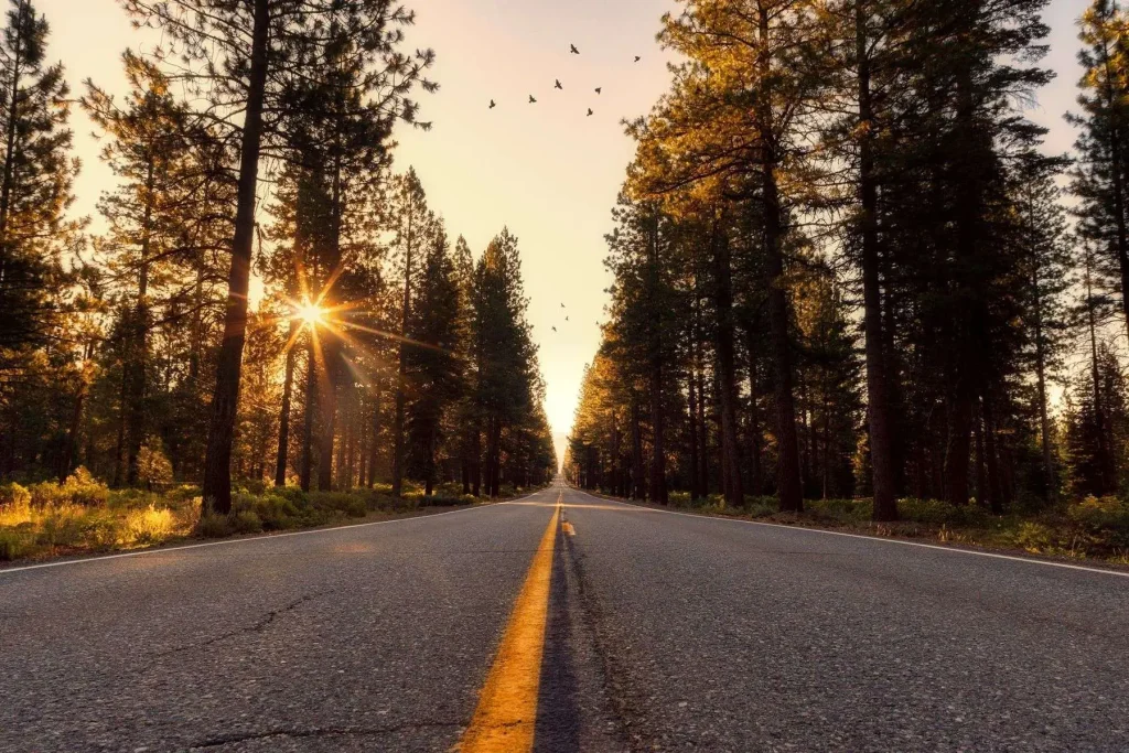 An empty paved two-lane road lined with tall pine trees on both sides