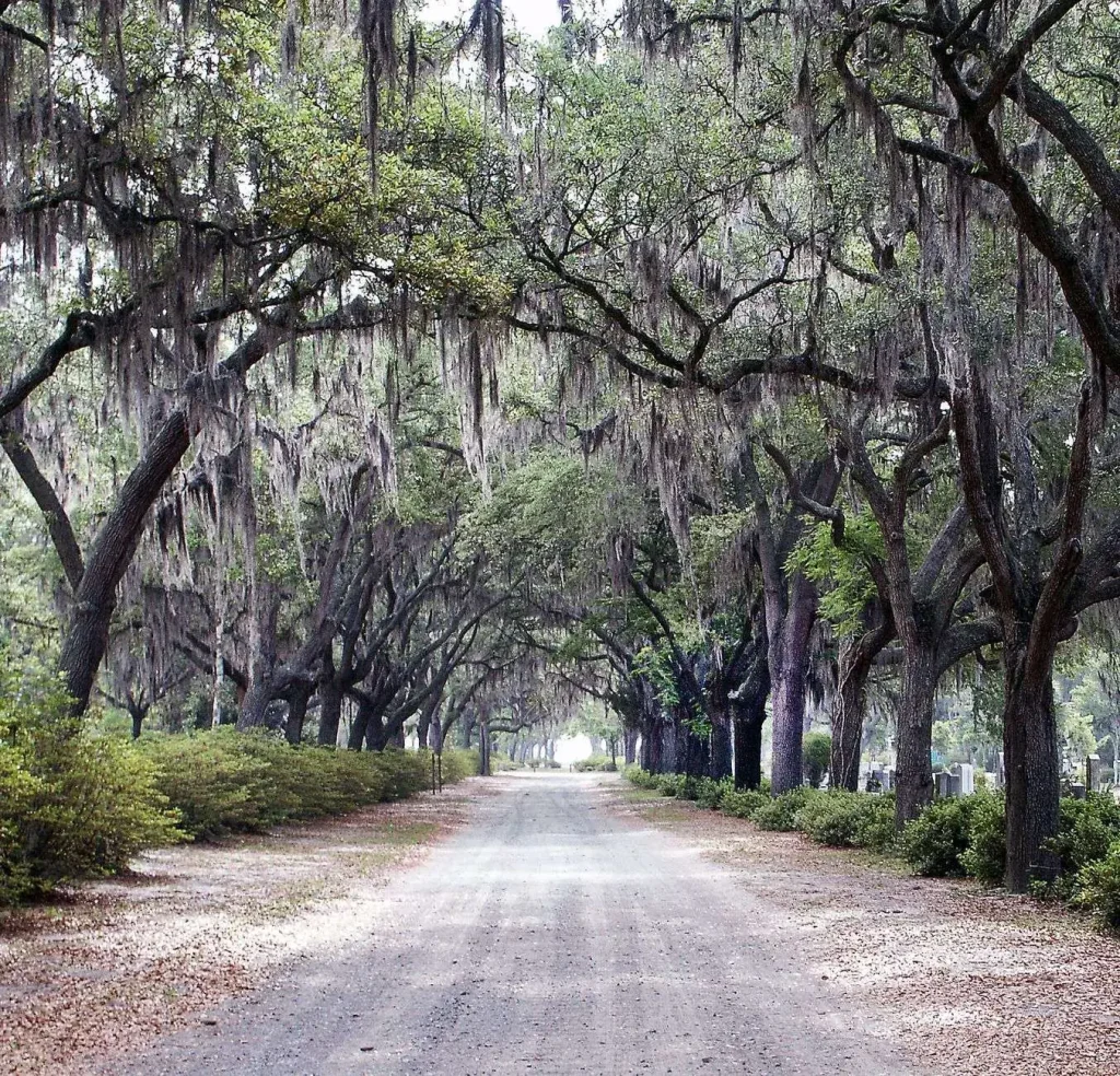 A canopy of moss-draped live oaks arching over a shaded cemetery road, with gravestones visible among the trees