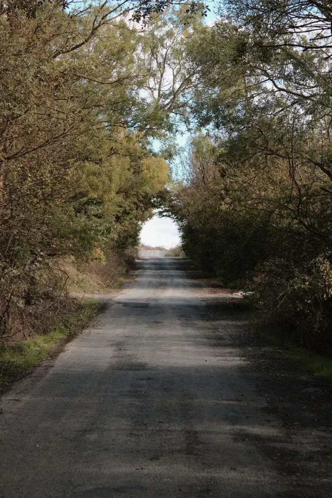 A narrow, tree-canopied rural road in the Alabama countryside