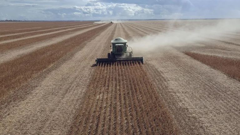 Soybean field at harvest time