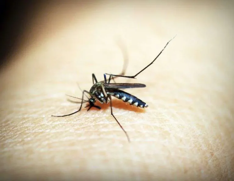 Close-up photograph of a mosquito on human skin