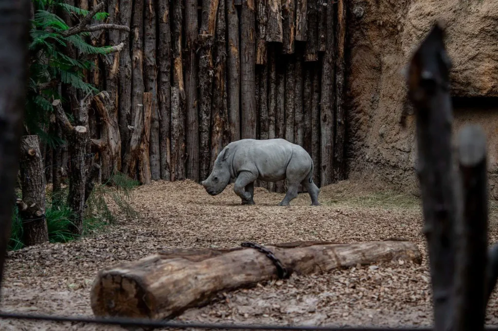 A young rhinoceros walks through a wood-chip-covered outdoor zoo enclosure lined with timber posts and a dirt mound.